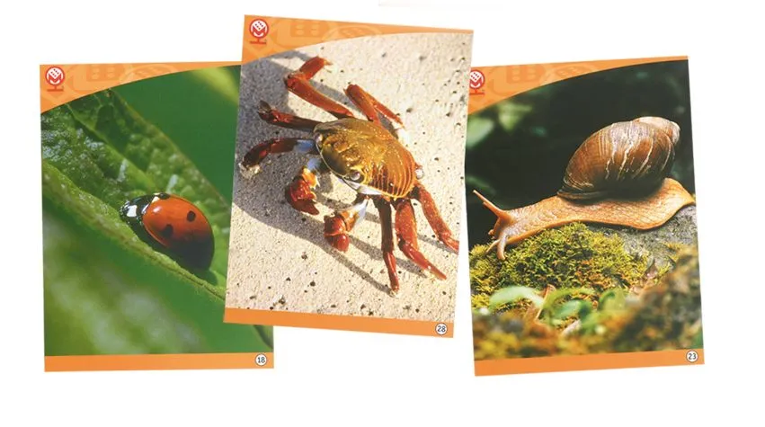Dalli Klick Kartensatz Natur_30361-1_