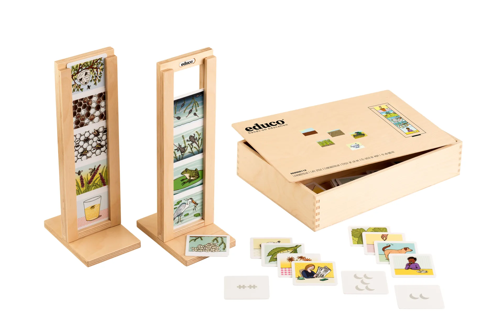 lebenszyklus-educo-bunt